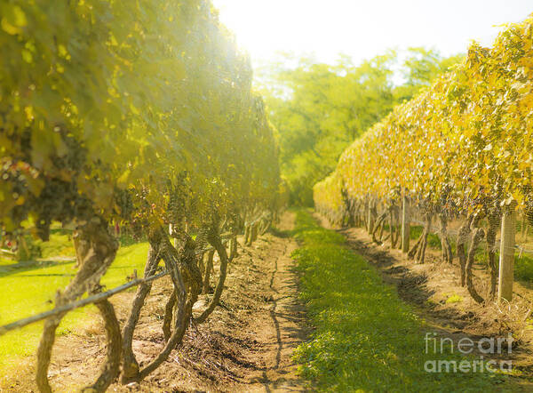 Vineyard Poster featuring the photograph In the Vineyard by Diane Diederich