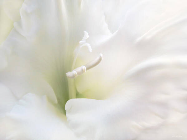 Gladiola Poster featuring the photograph Ivory Gladiola Flower by Jennie Marie Schell
