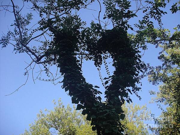 Heart Poster featuring the photograph Ivy heart by Karin Ravasio