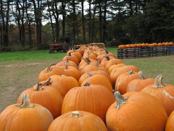 Pumpkins Poster featuring the photograph Jack O Lanterns in Waiting by Barbara McDevitt