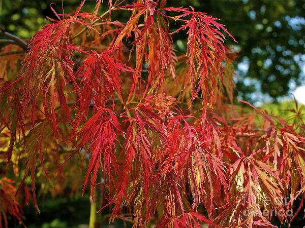 Tree Poster featuring the photograph Japanese Maple by Linda Bianic