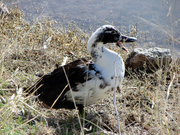 Ducks Poster featuring the photograph Just A Duck by Linda Cox