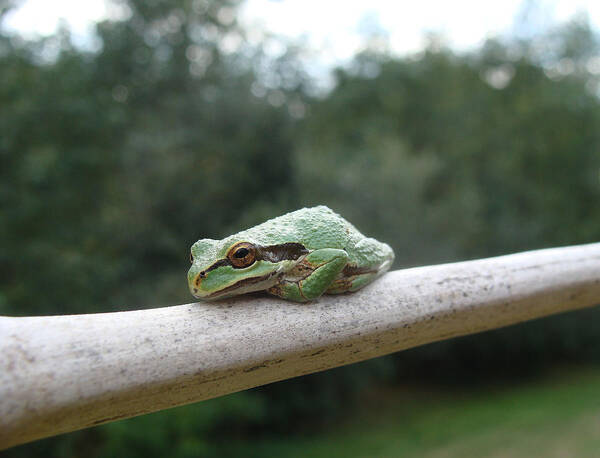 Frog Poster featuring the photograph Just Chillin' by Cheryl Hoyle