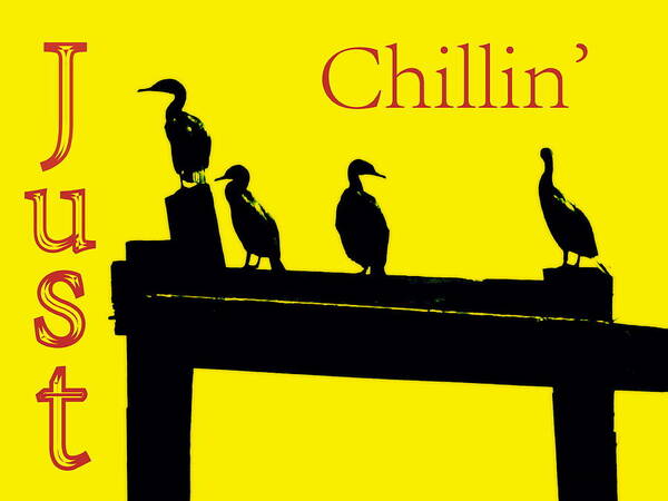 Birds Poster featuring the photograph Just Chillin' by Deborah Crew-Johnson