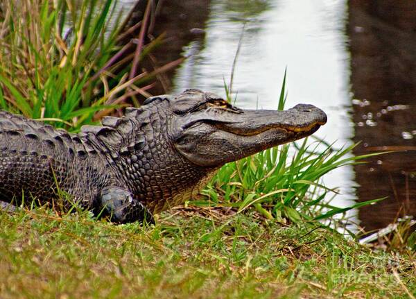 Alligator Poster featuring the photograph Just Chillin' by Southern Photo