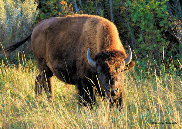 American Bison Poster featuring the photograph Just Me and You by Bruce Nikle