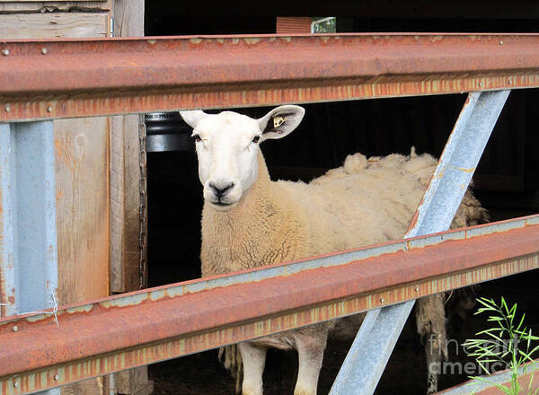 Lamb Poster featuring the photograph Just woke up by Tina M Wenger