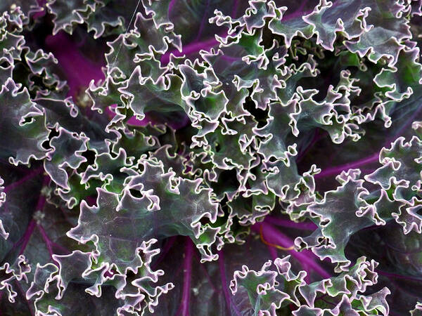 Kale Poster featuring the photograph Kale Abstract by Christine Burdine