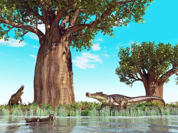 Adansonia Sp. Poster featuring the photograph Kaprosuchus Prehistoric Crocodiles by Walter Myers