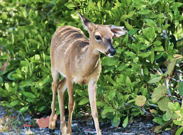 Deer Poster featuring the photograph Key Deer Cuteness by Deborah Benoit