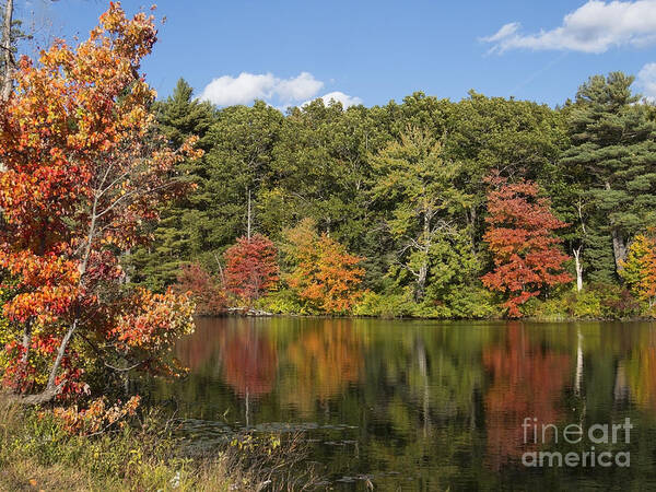 Autumn Poster featuring the photograph Killingly Autumn Reflections XII by Lili Feinstein