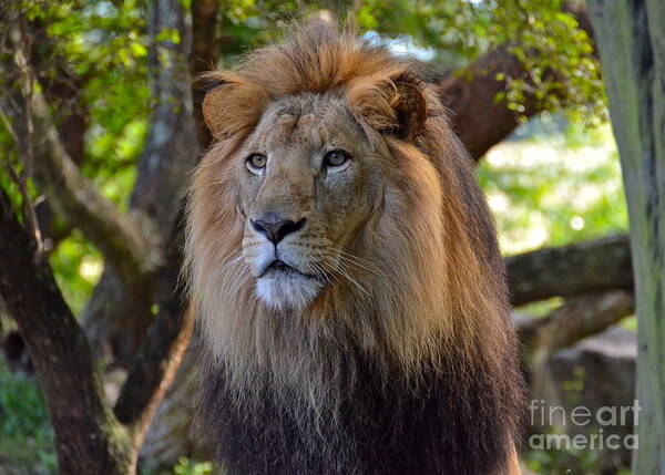 Lion Poster featuring the photograph King Of The Jungle by Carol Bradley