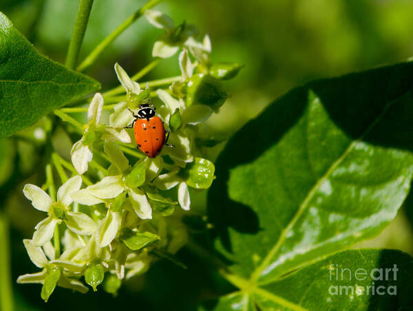 Landscape Poster featuring the photograph Ladybug On Flowers by Teri Atkins Brown