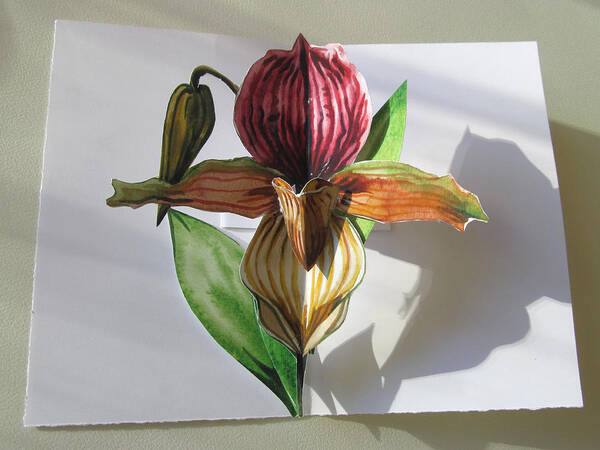 Pop Up Card Poster featuring the mixed media Ladyslipper Pop Up Card by Alfred Ng