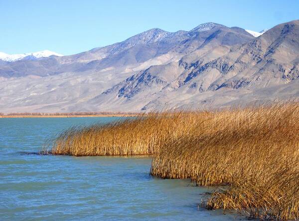 Sky Poster featuring the photograph Lake Reeds by Marilyn Diaz