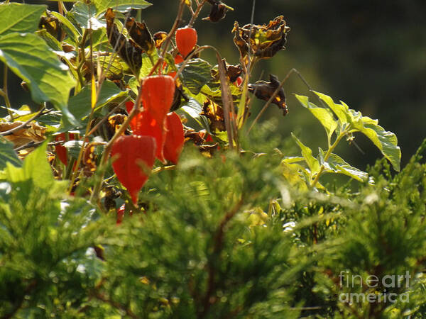 Garden Poster featuring the photograph Lantern Plant by Brenda Brown