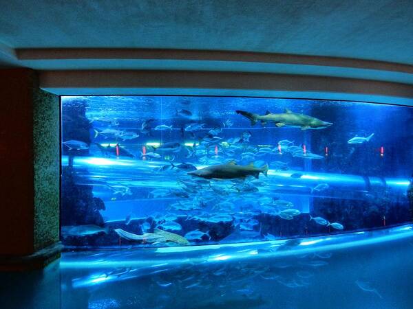 Aquarium Poster featuring the photograph Las Vegas 067 by Lance Vaughn