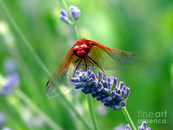 Lavender Poster featuring the photograph Lavender Love by Gayle Swigart