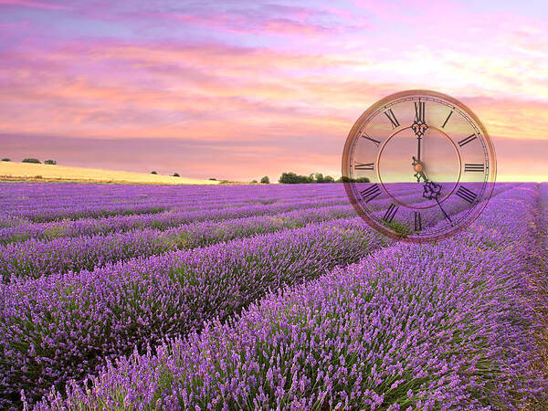 Lavender Poster featuring the photograph Lavender Time by Gill Billington