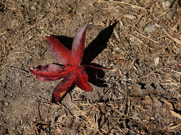 Leaf Poster featuring the photograph Leaf and Shadow by Karen Harrison Brown