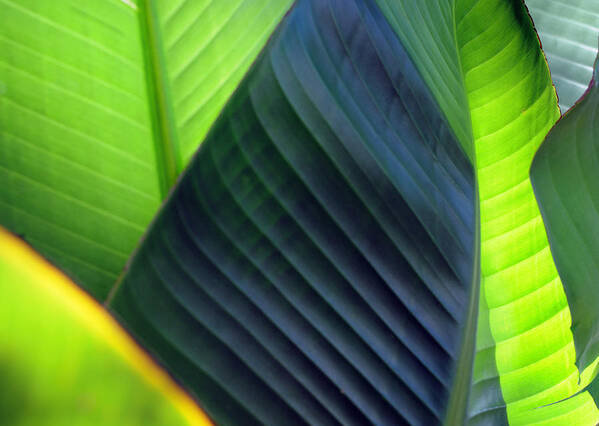 Leaves Poster featuring the photograph Leaves - green by Haleh Mahbod