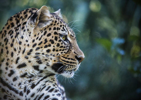 Leapard Poster featuring the photograph Leopard's Look by Jaki Miller