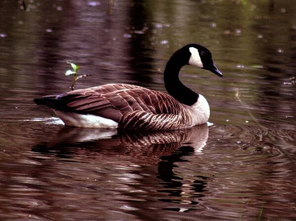 Canadian Goose; Canadian Geese; Geese; Goose; Water Poster featuring the photograph Lila Queen of the Pond by Lesa Fine