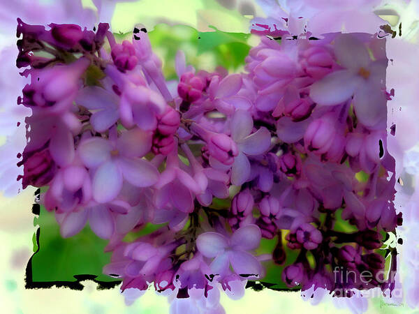 Lilacs Poster featuring the photograph Lilacs by Jeff Breiman