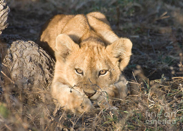 African Lion Poster featuring the photograph Lion Cub Waiting for Mother by Chris Scroggins