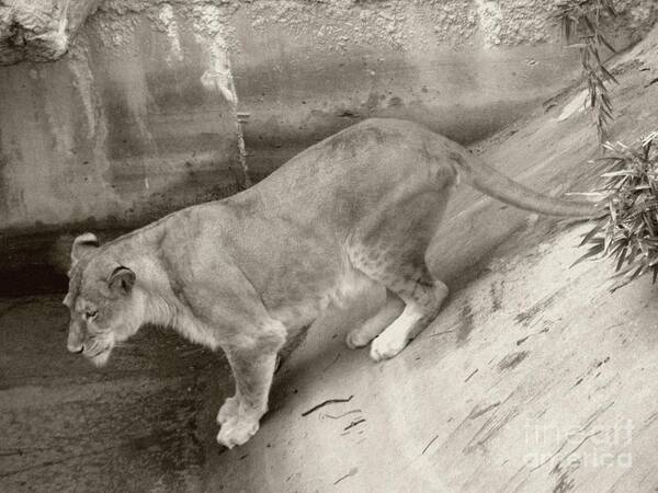 Sepia Poster featuring the photograph Lioness Sepia by Joseph Baril