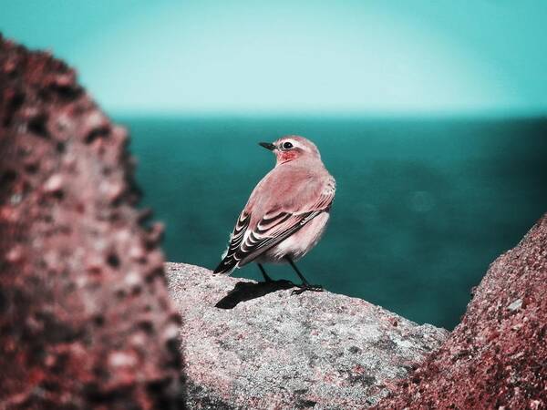 Wheatear Poster featuring the photograph Listening To The Sea by Zinvolle Art