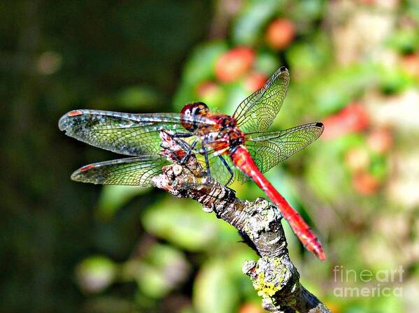 Dragonfly Poster featuring the photograph Little Dragonfly by Morag Bates