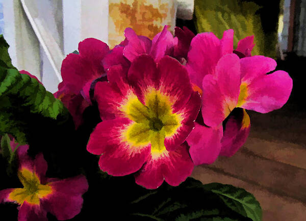 Ron Roberts Poster featuring the photograph Little Primrose flowers by Ron Roberts