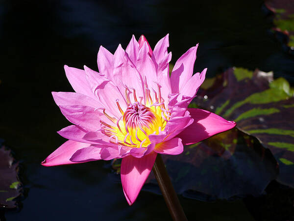 Richard Reeve Poster featuring the photograph Longwood - Water lily III by Richard Reeve