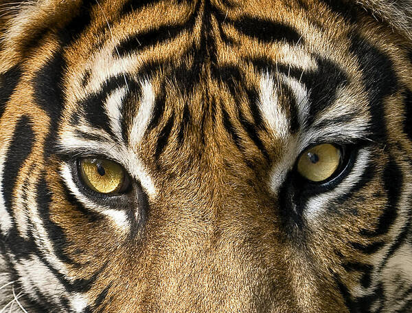 Tigers Poster featuring the photograph Look into my eyes by Gary Neiss