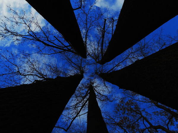 Trees Poster featuring the photograph Looking Up by Raymond Salani III