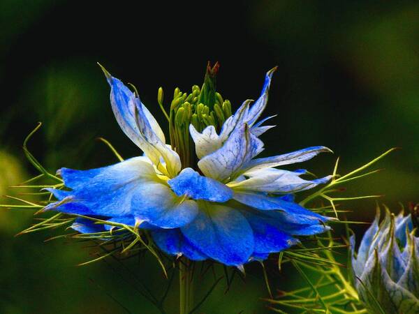 Nigella Damascena Poster featuring the photograph Love In A Mist by Carol Montoya