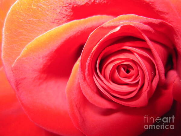 Floral Poster featuring the photograph Luminous Red Rose 1 by Tara Shalton