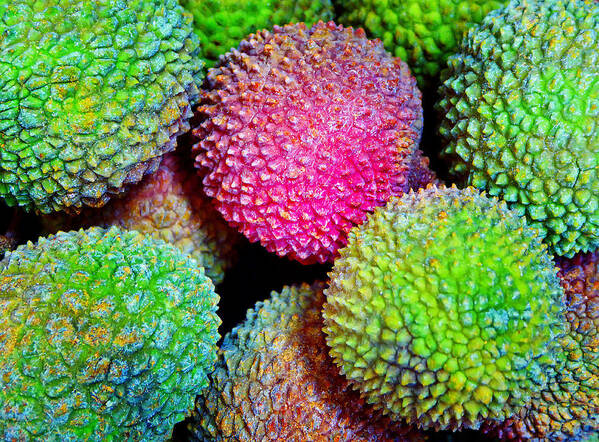 Lychee Poster featuring the photograph Lychee Bright by Laurie Tsemak