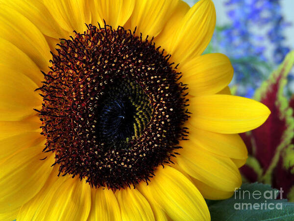 Sunflower Poster featuring the photograph Macro Sunflower by Kristine Widney