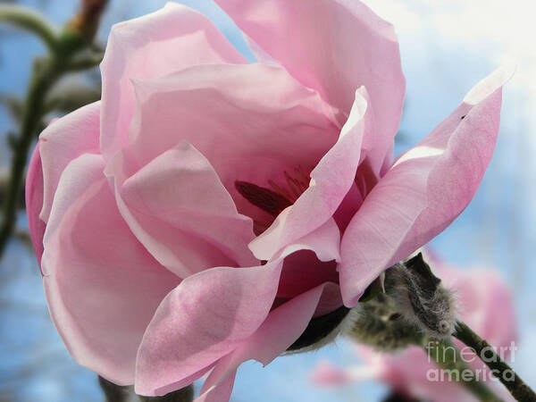 Flower Poster featuring the photograph Magnolia in Spring by Jola Martysz