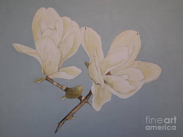 Watercolor And Acrylic Magnolia Painting Poster featuring the painting Magnolia Sun Ray by Nancy Kane Chapman