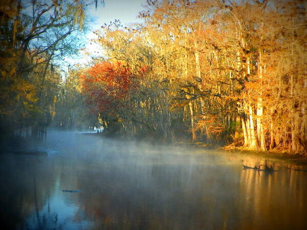 Fog Poster featuring the photograph Manatee Spring Run Fog by Sheri McLeroy