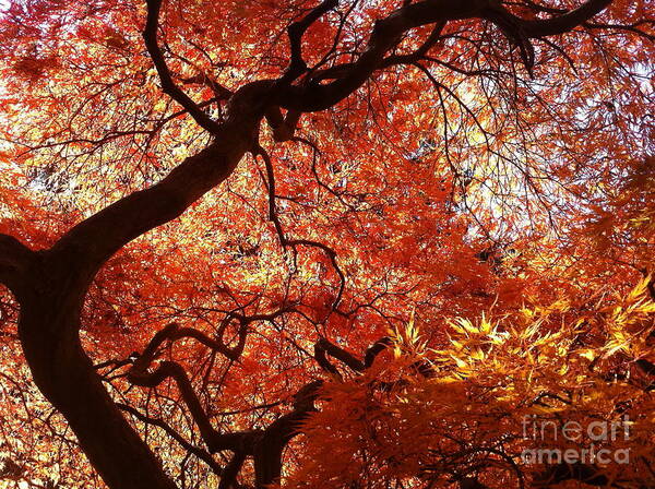 Maple Poster featuring the photograph Maple in Fall by Mark Messenger