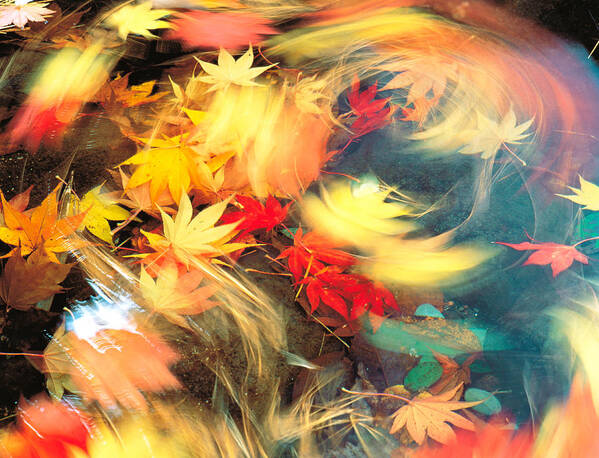 Photography Poster featuring the photograph Maple Leaves, Blurred Motion by Panoramic Images