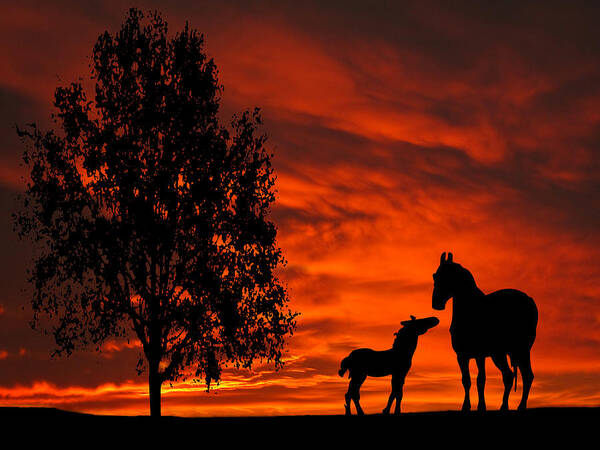 Mare Poster featuring the photograph Mare and Foal Sunset Silhouette Series by David Dehner