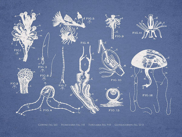 Jellyfish Poster featuring the digital art Marine Organisms Hydromedusae by Aged Pixel