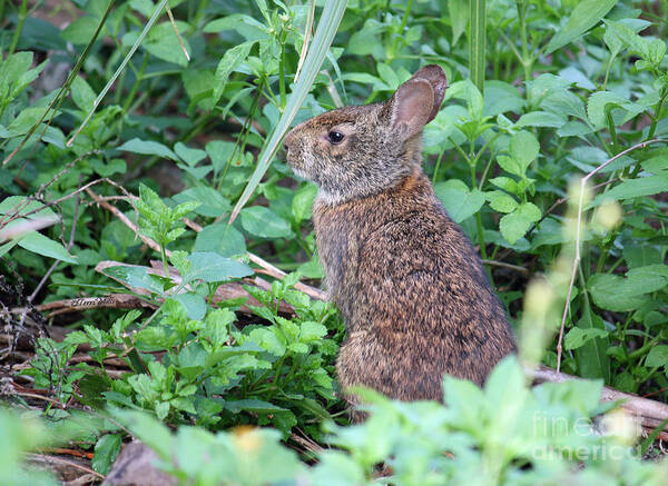 Bunny Poster featuring the photograph Marsh Hare by Terri Mills