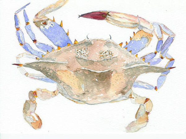 Crab Poster featuring the painting Maryland Crab by Anne Marie Brown