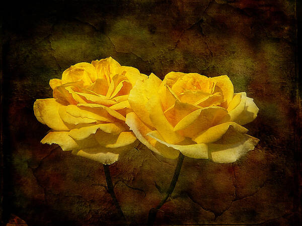 Rose Poster featuring the photograph Mellow Yellow by Blair Wainman